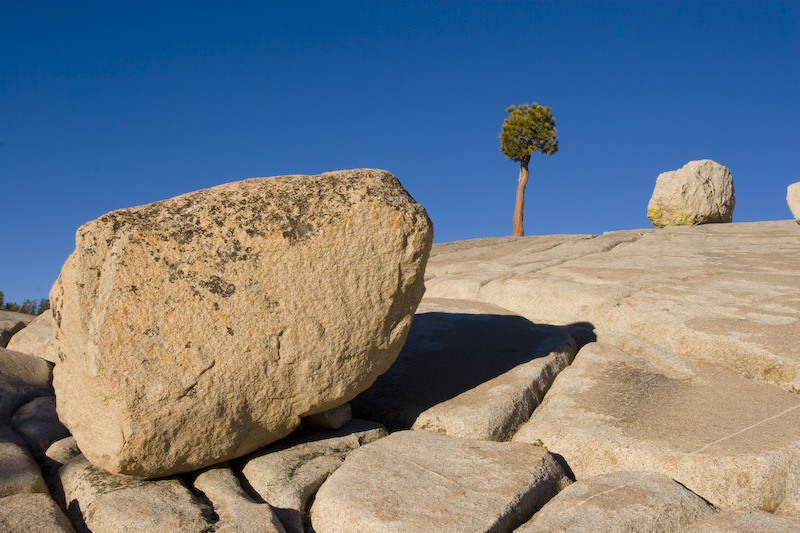 Boulders And Tree